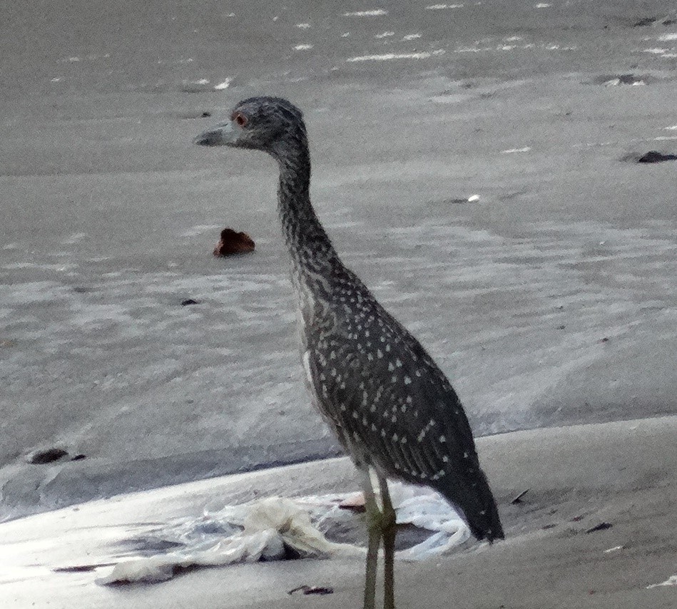 Yellow-crowned Night Heron - ML151855561