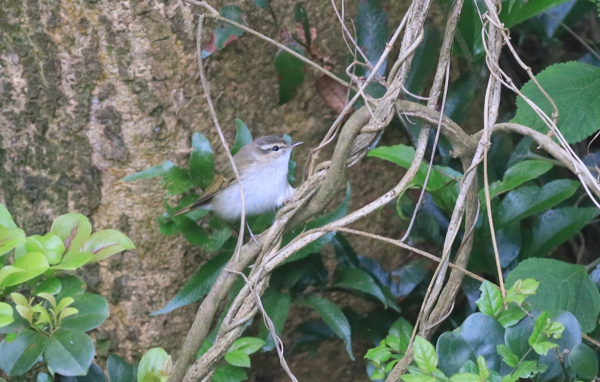 Pale-legged/Sakhalin Leaf Warbler - ML151855711