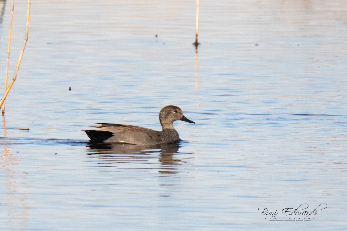 Canard chipeau - ML151855771