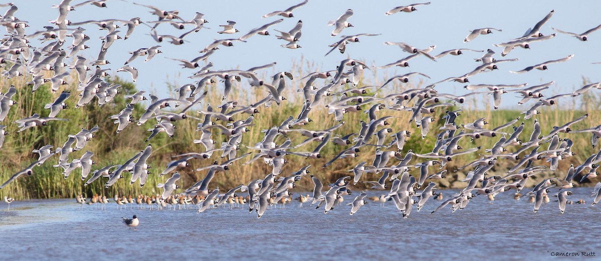 Franklin's Gull - ML151855871