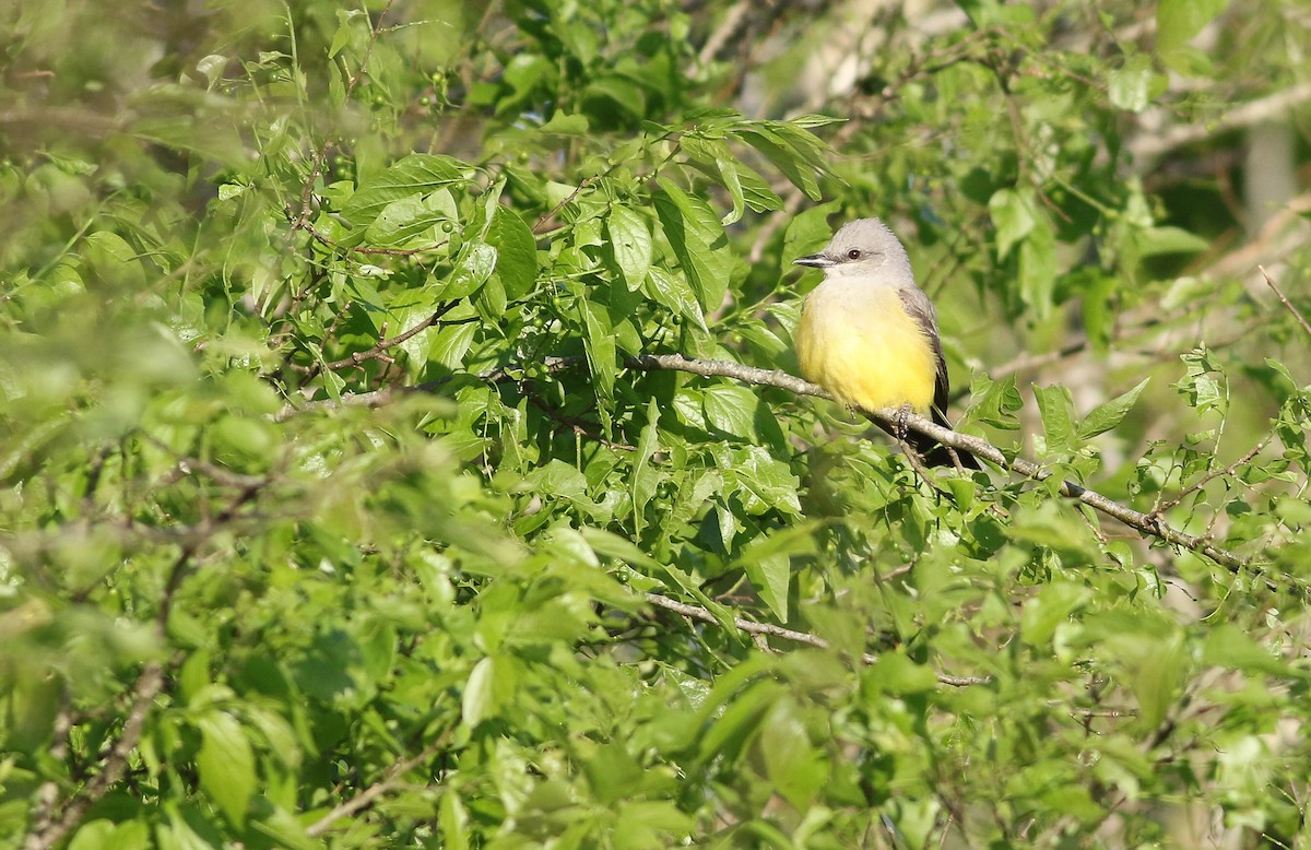 Western Kingbird - ML151856961