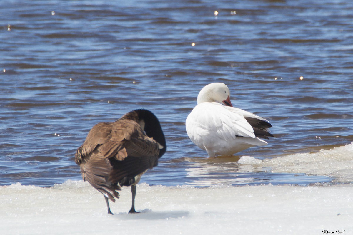 Snow Goose - Miriam Baril