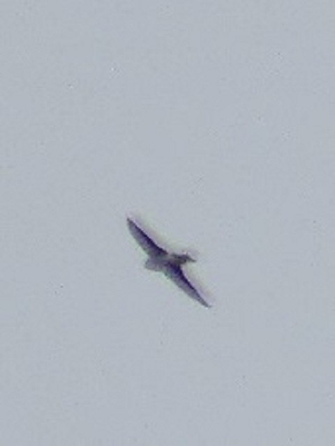 Golondrina/Avión sp. - ML151858381