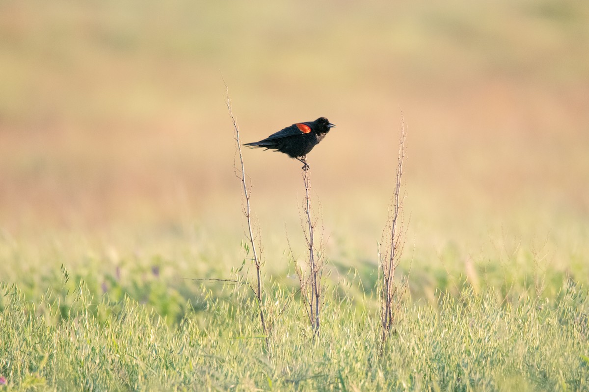 Red-winged Blackbird (Red-winged) - ML151860091