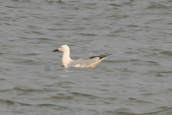 Slender-billed Gull - ML151860601