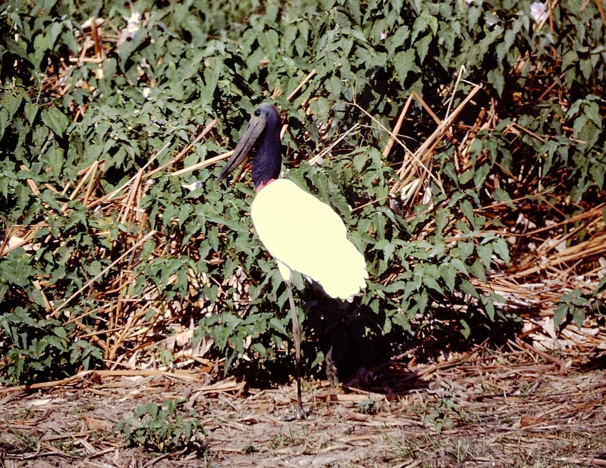 Jabiru - ML151860961