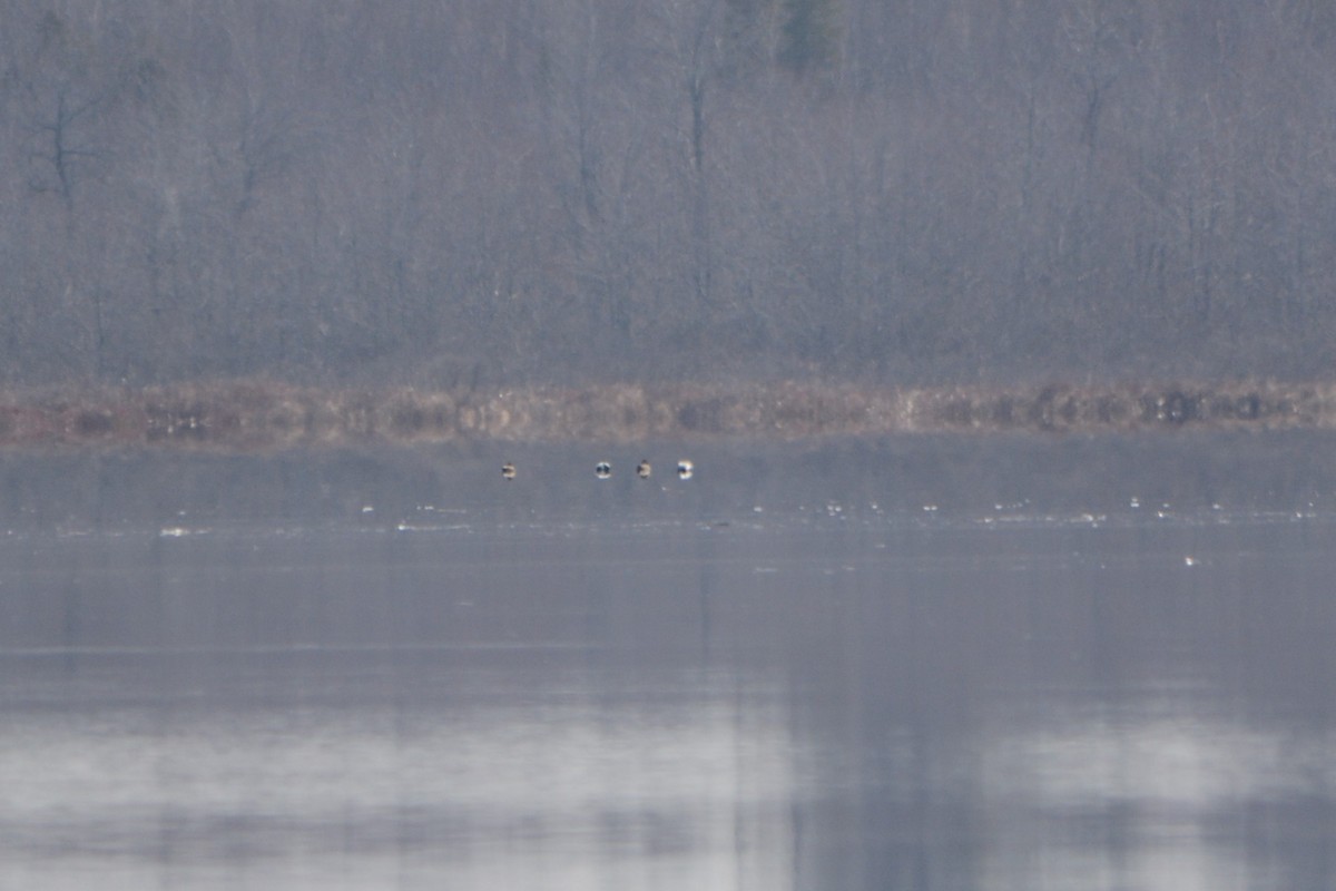 Common Eider - ML151862411