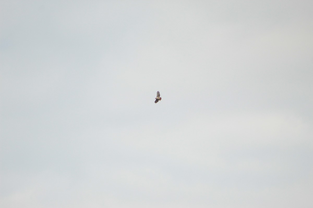 Red-tailed Hawk - ML151862791