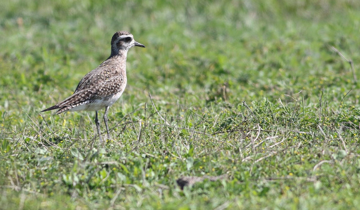 American Golden-Plover - ML151863041