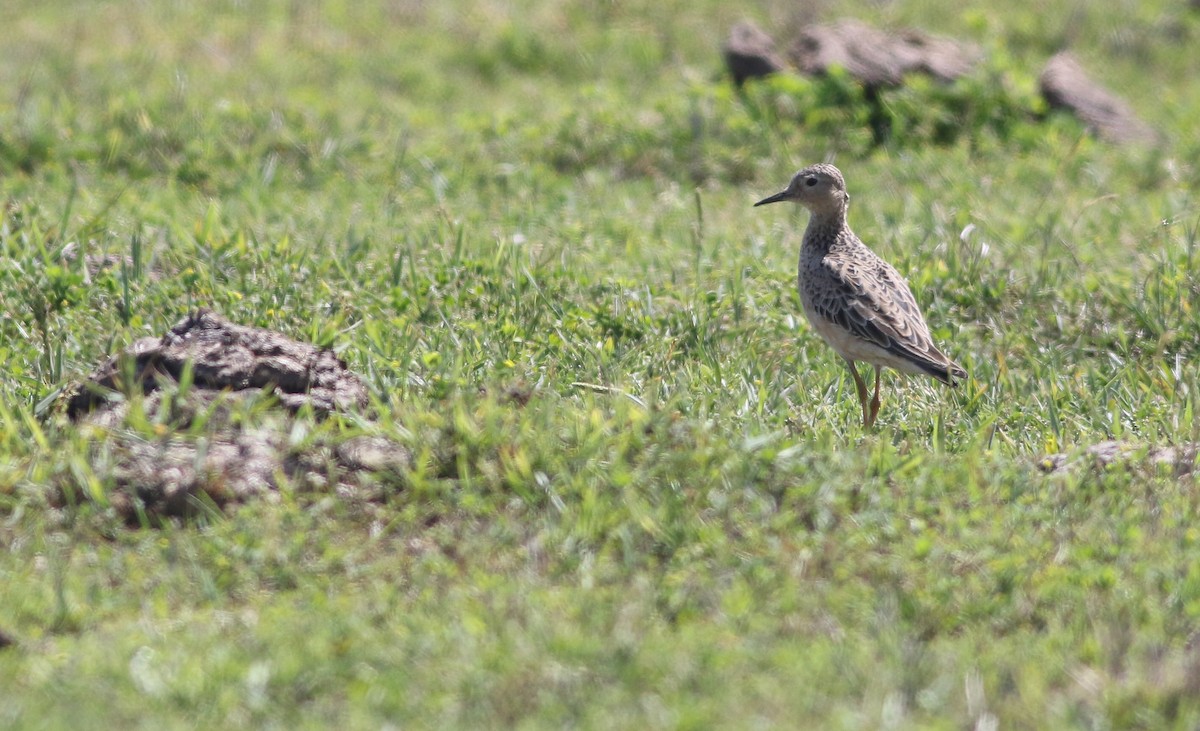 Buff-breasted Sandpiper - ML151863071