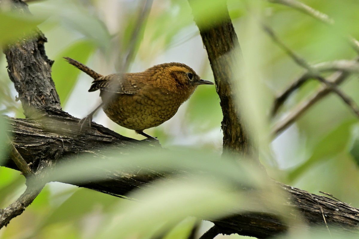 Rufous-browed Wren - Luis Guillermo