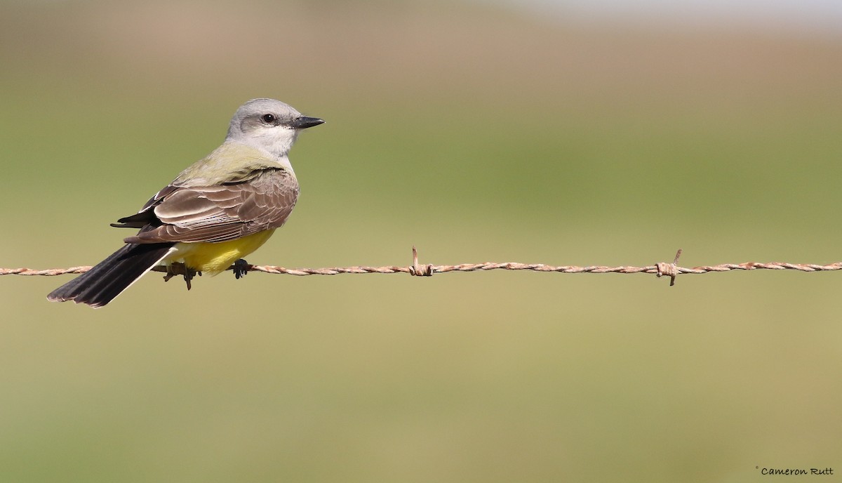 Western Kingbird - ML151863321