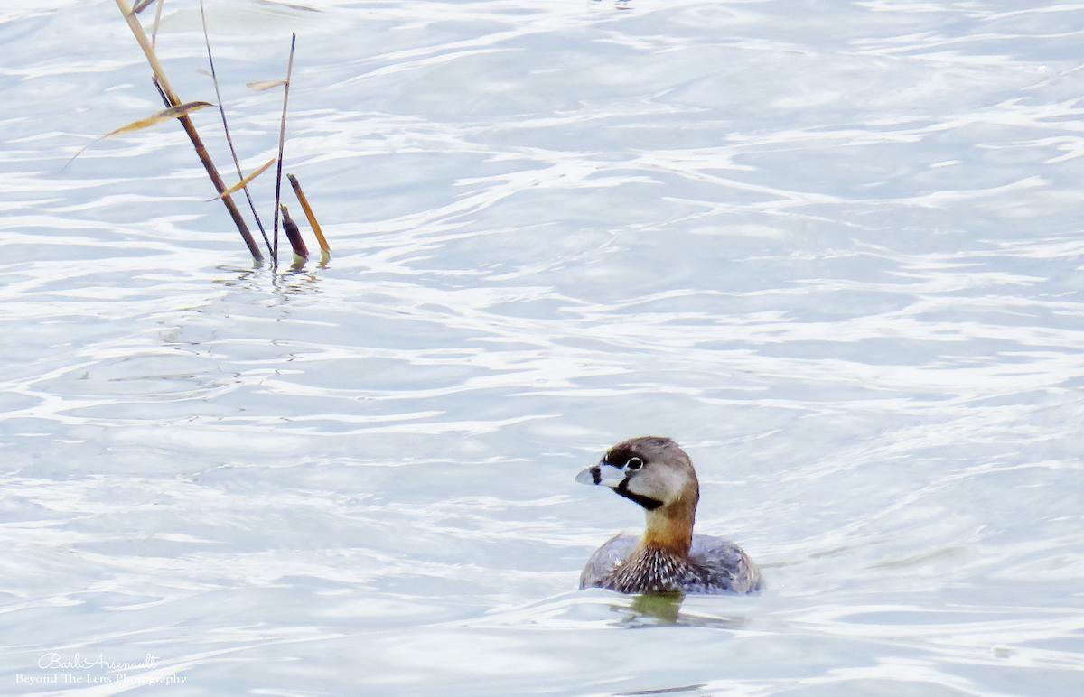 Pied-billed Grebe - ML151863761