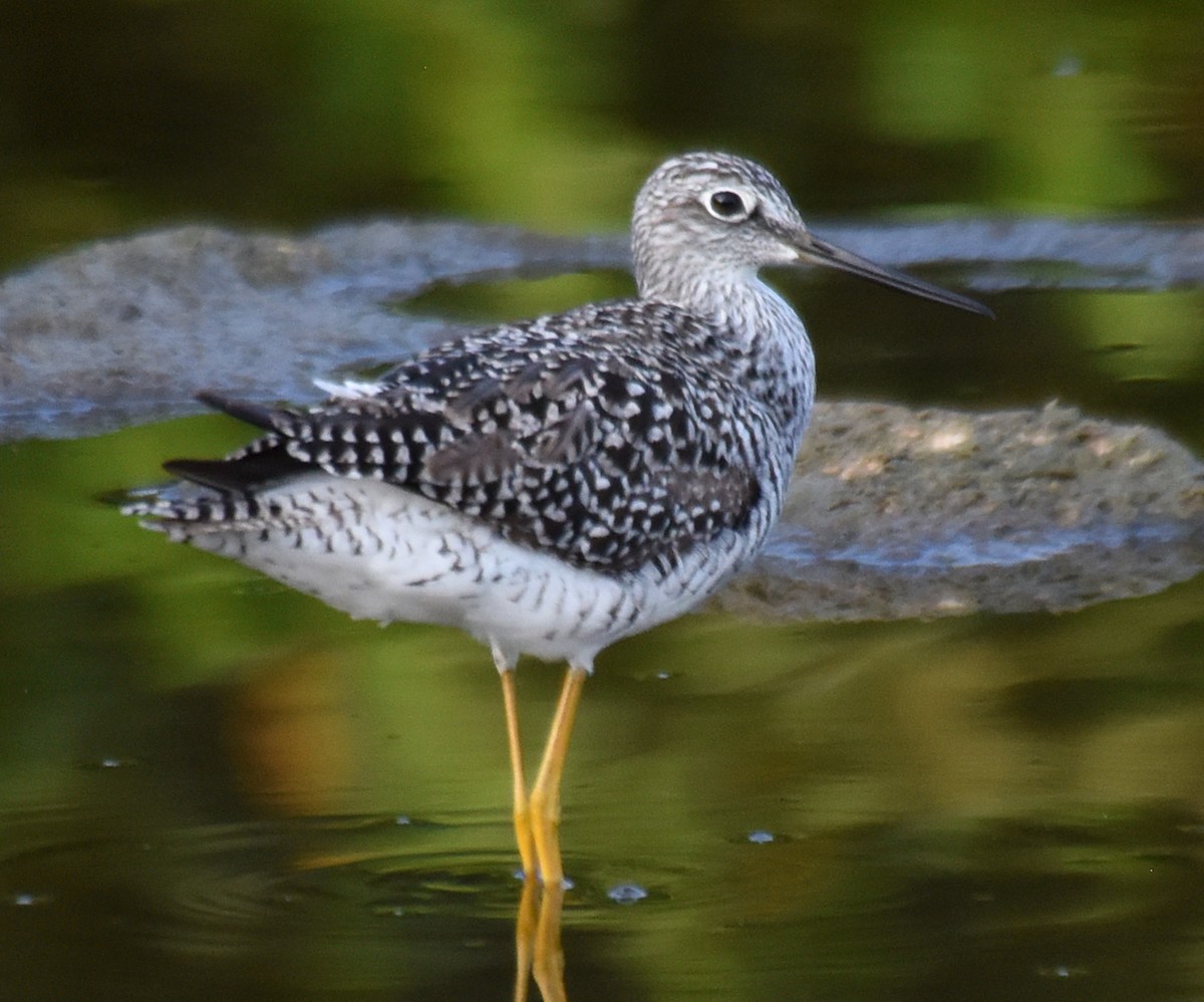 Greater Yellowlegs - ML151864031