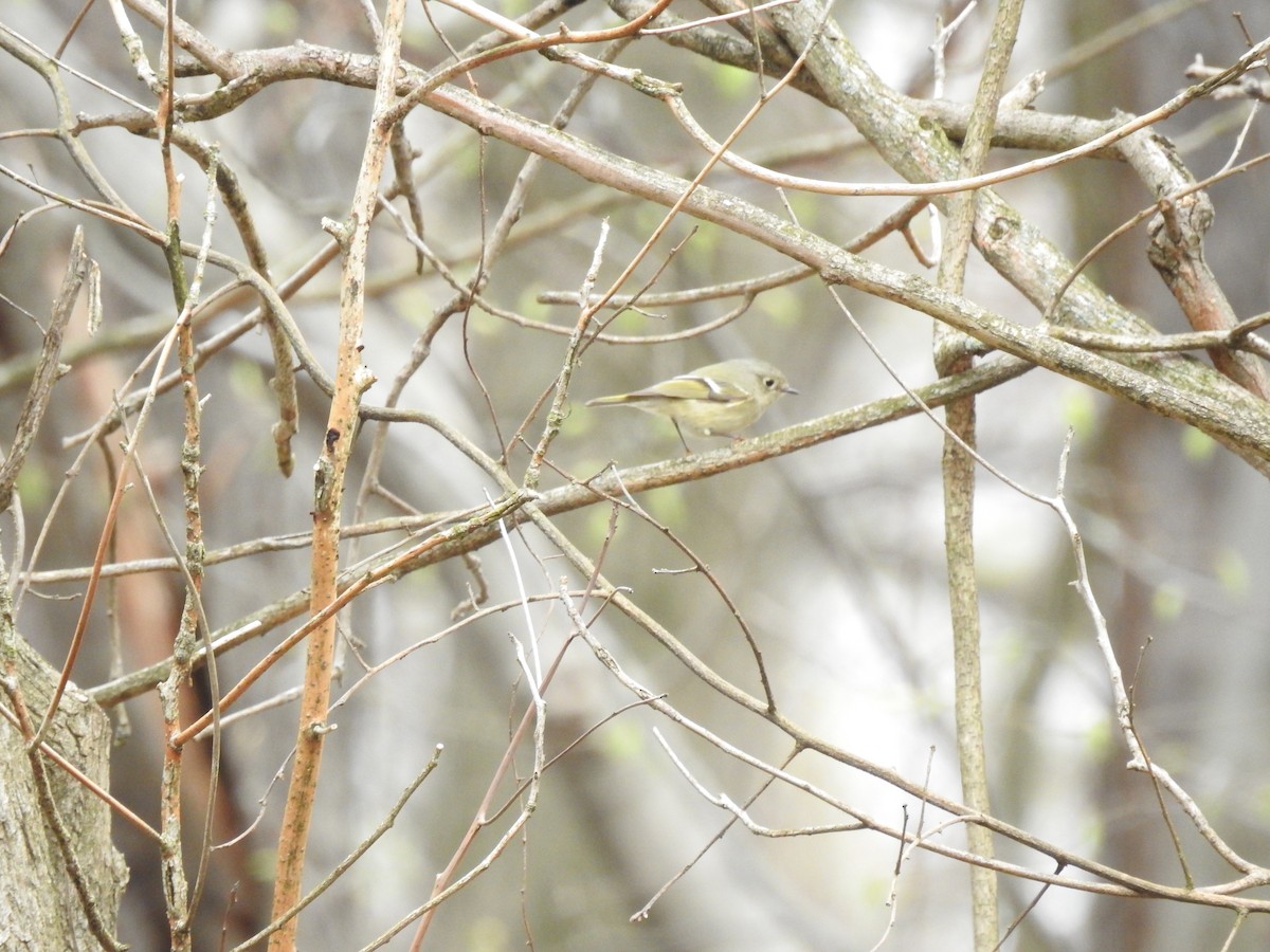 Ruby-crowned Kinglet - ML151864341