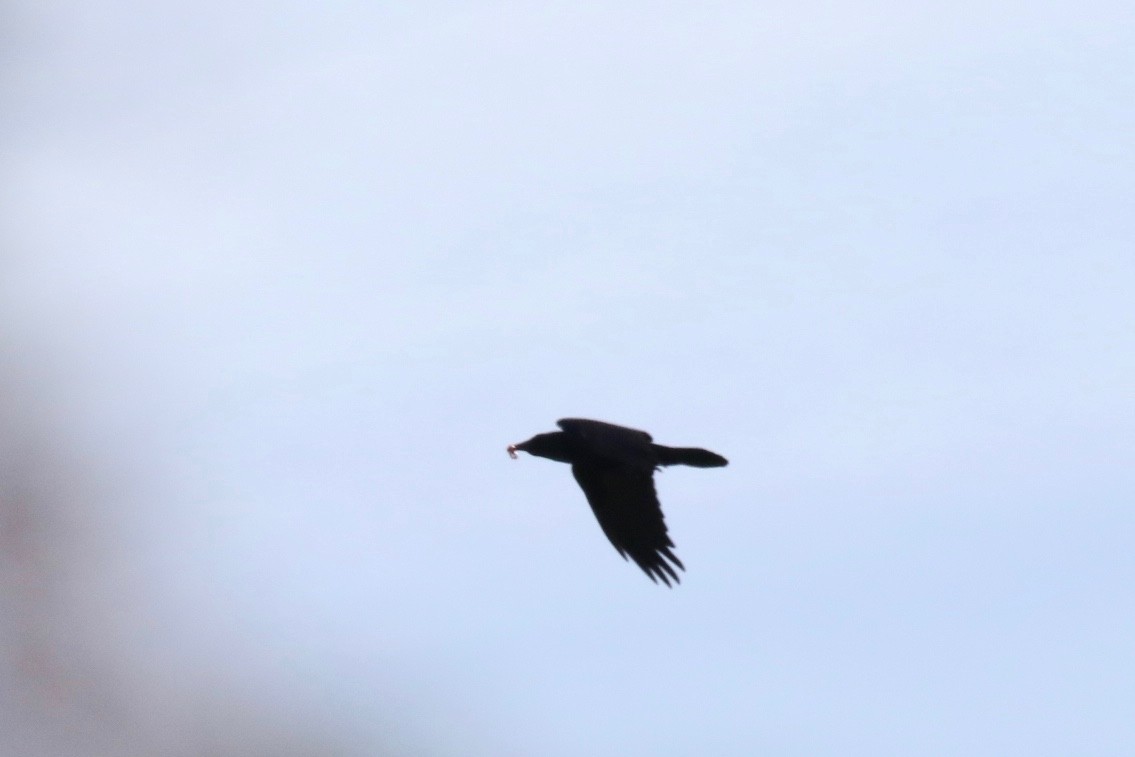 Common Raven - ML151864491