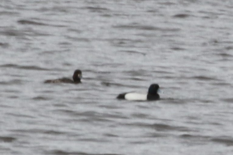 Greater Scaup - ML151865141