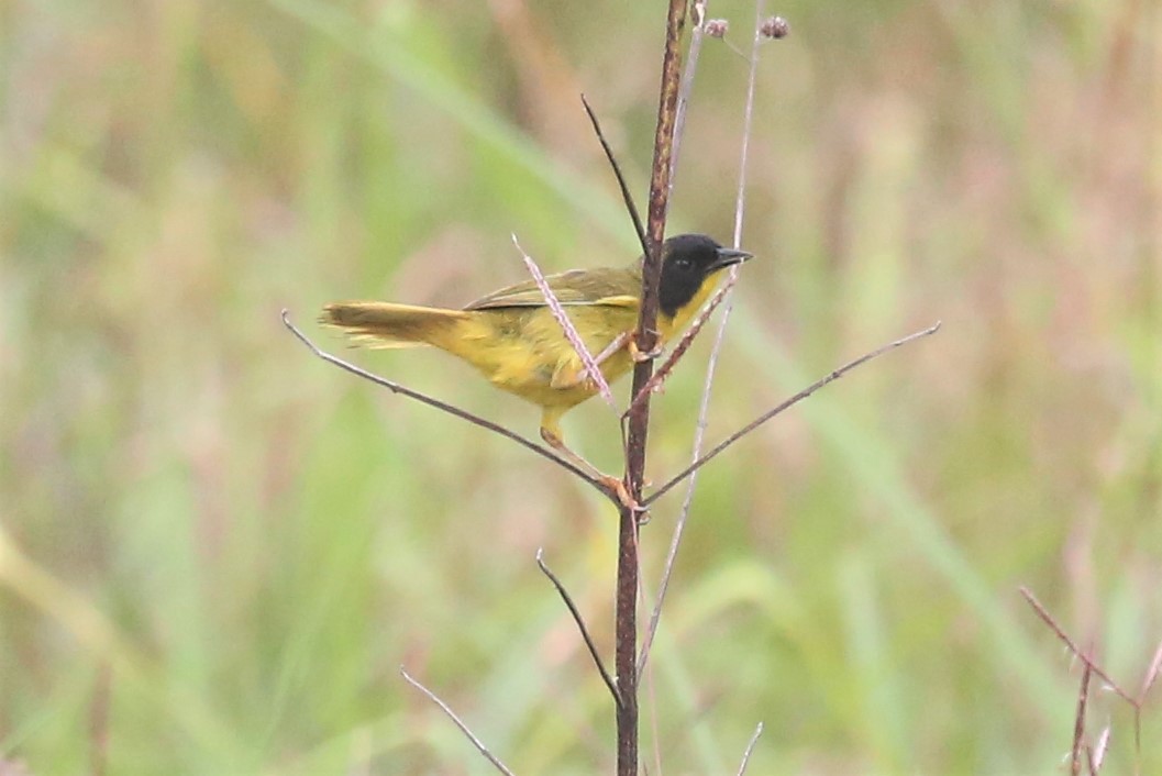 Olive-crowned Yellowthroat - ML151866391