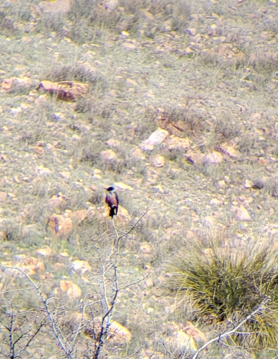 Lewis's Woodpecker - ML151866401