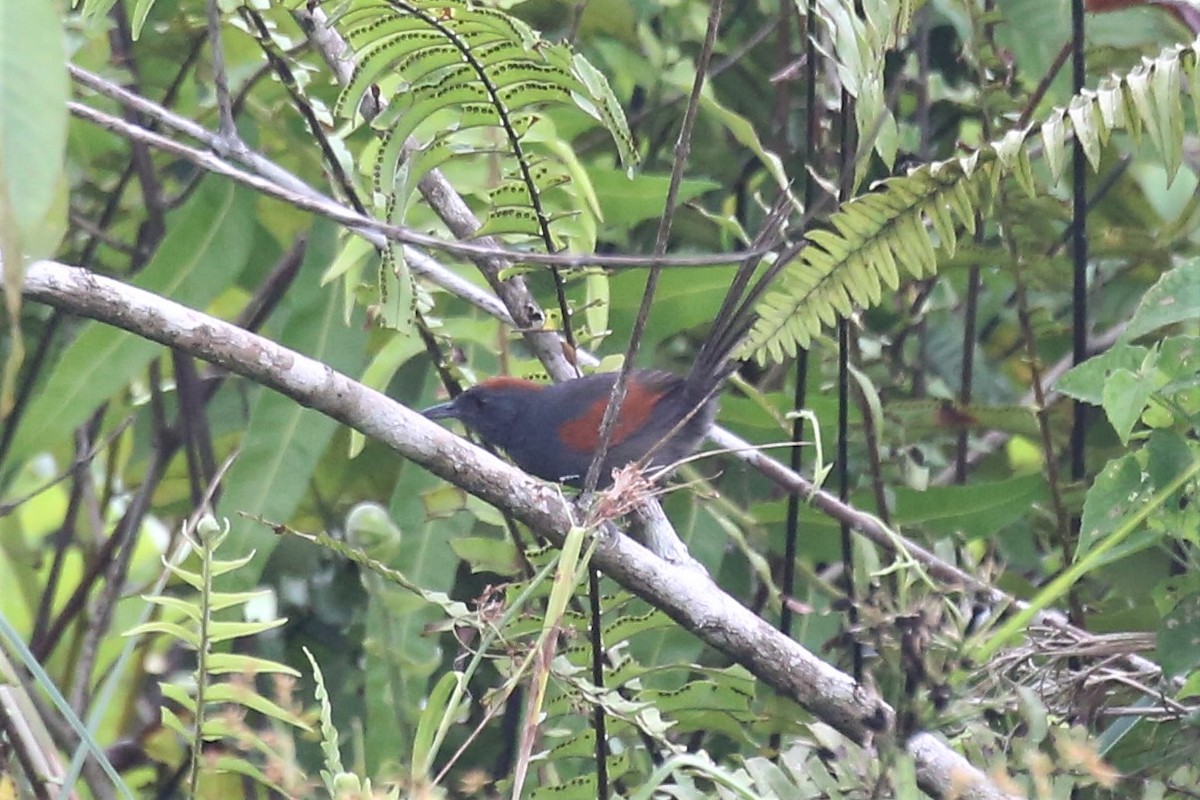 Slaty Spinetail - ML151866751