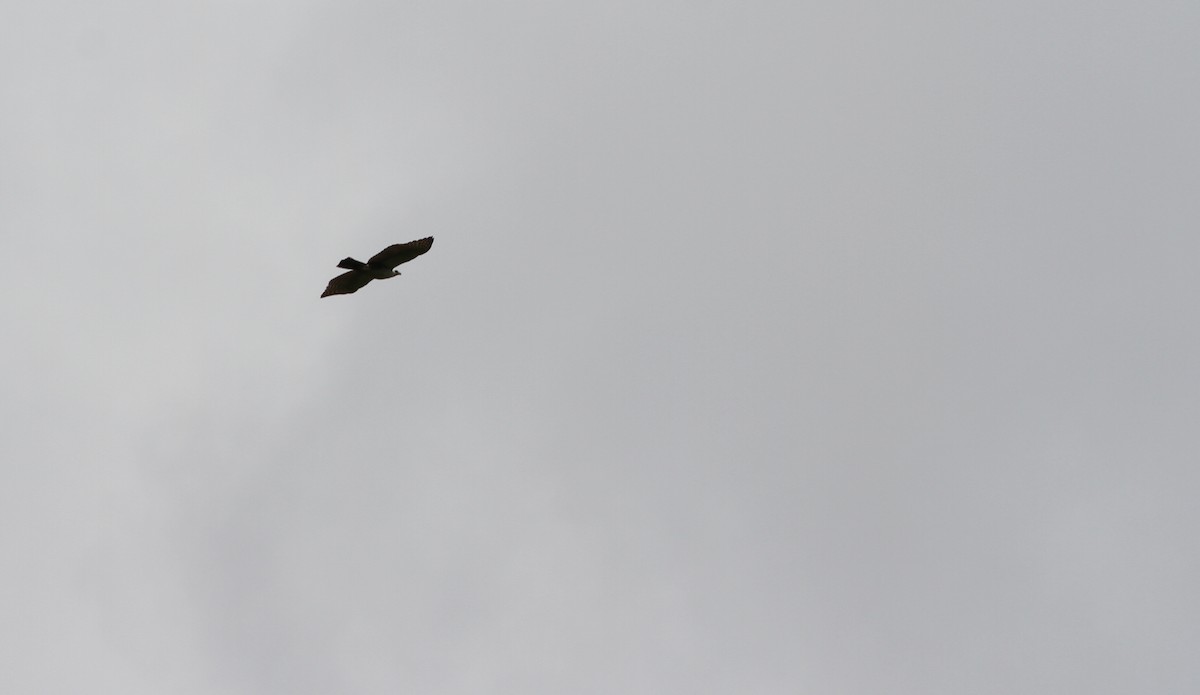 Ornate Hawk-Eagle - Marie Chappell