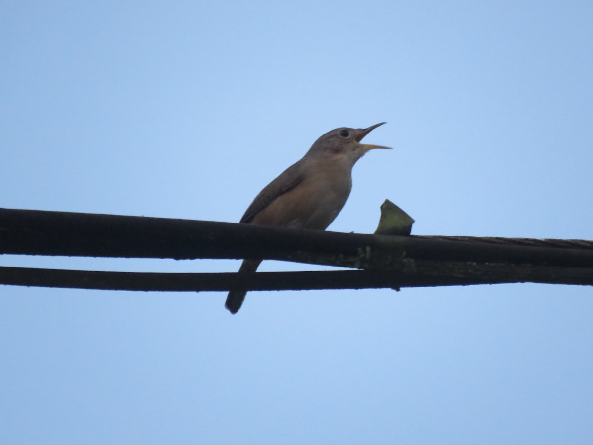 House Wren - ML151867521