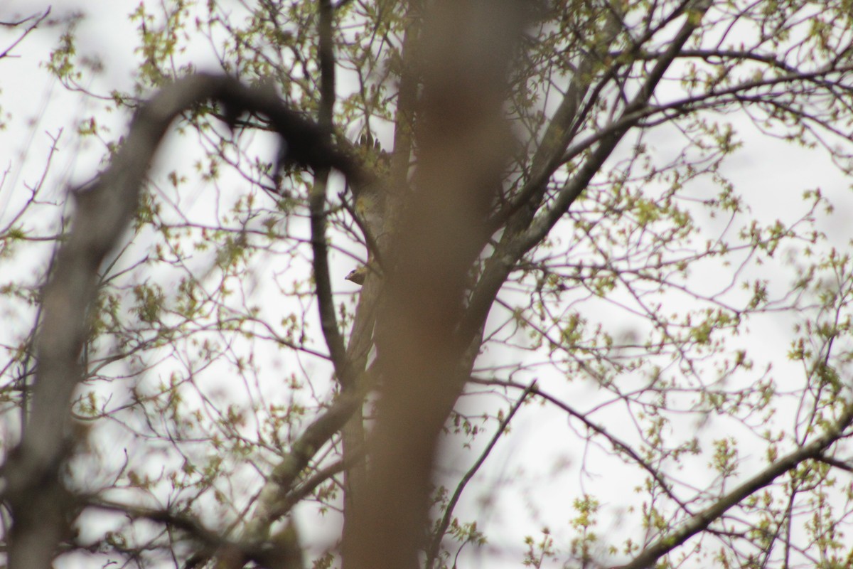 Red-tailed Hawk - ML151868441