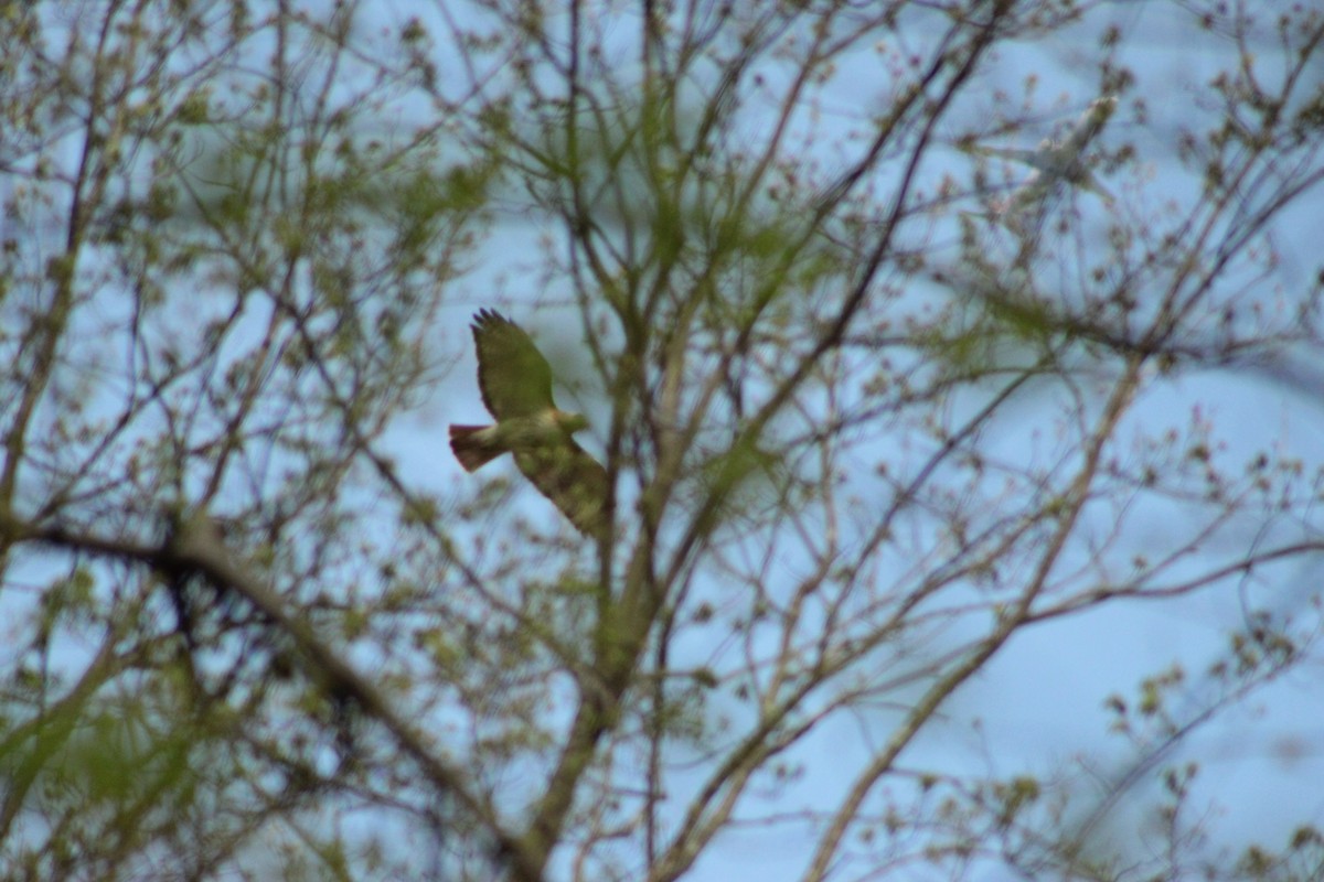 Red-tailed Hawk - ML151868451