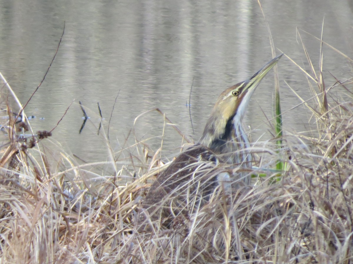 American Bittern - ML151869161