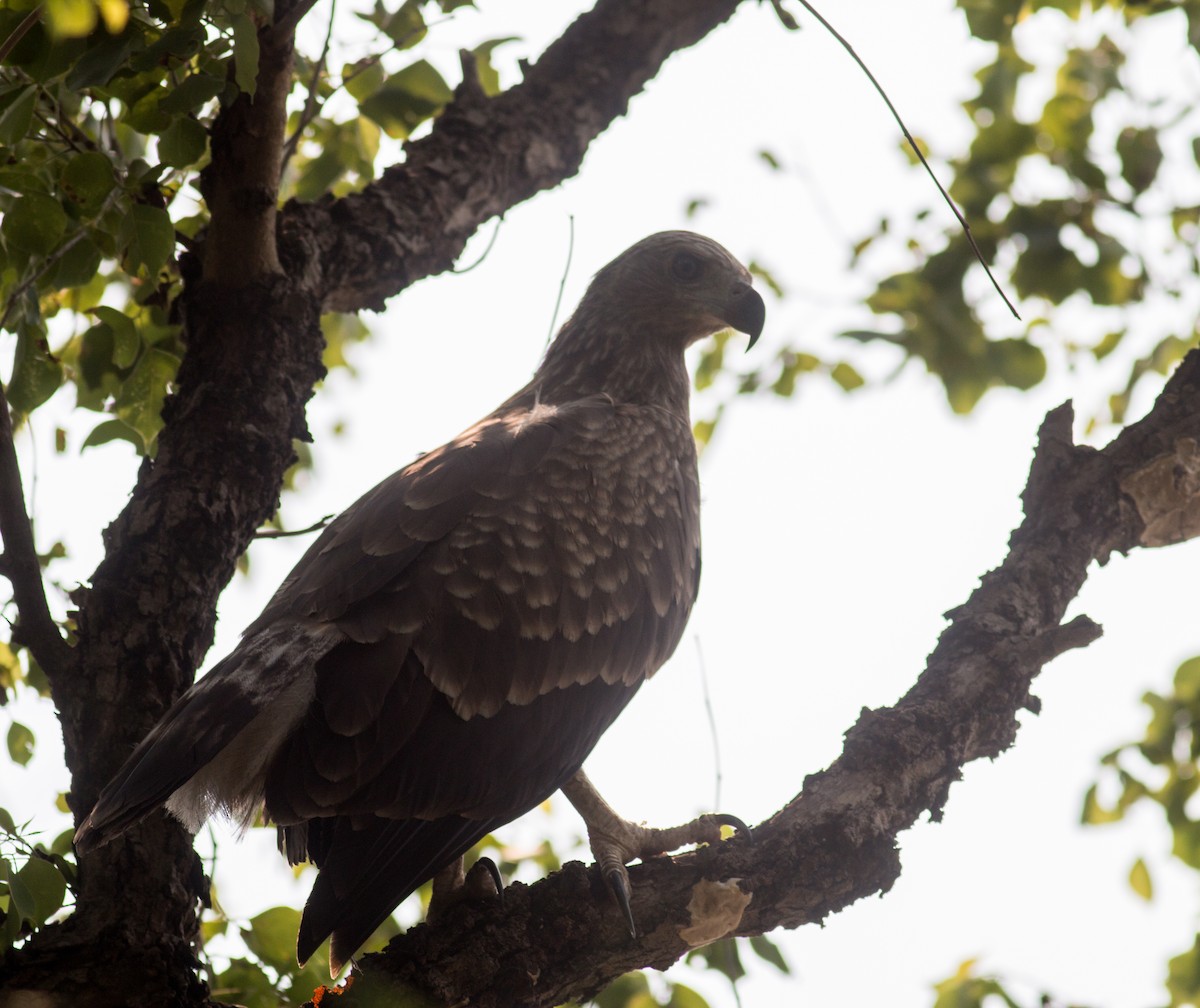 Gray-headed Fish-Eagle - ML151869501