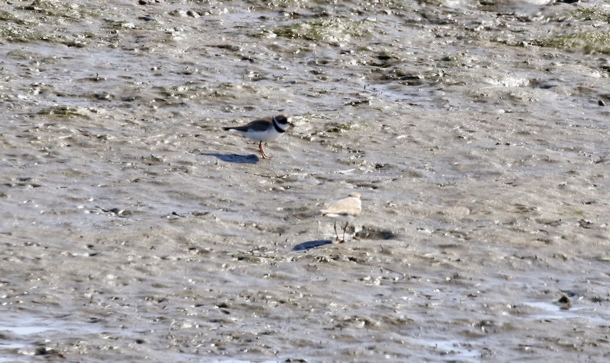 Semipalmated Plover - John Bruin