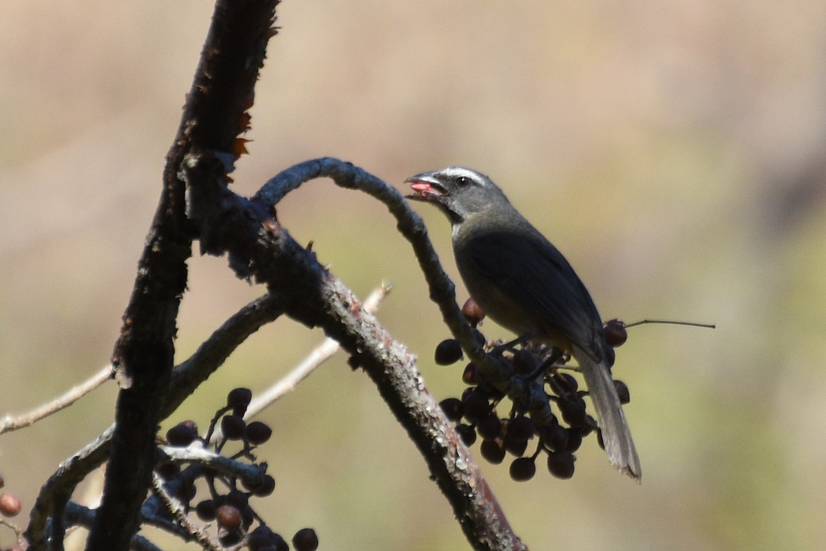 Cinnamon-bellied Saltator - Marie O'Neill