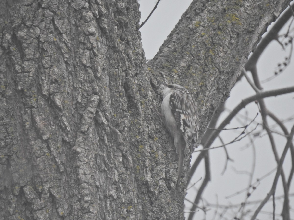 Brown Creeper - ML151873871