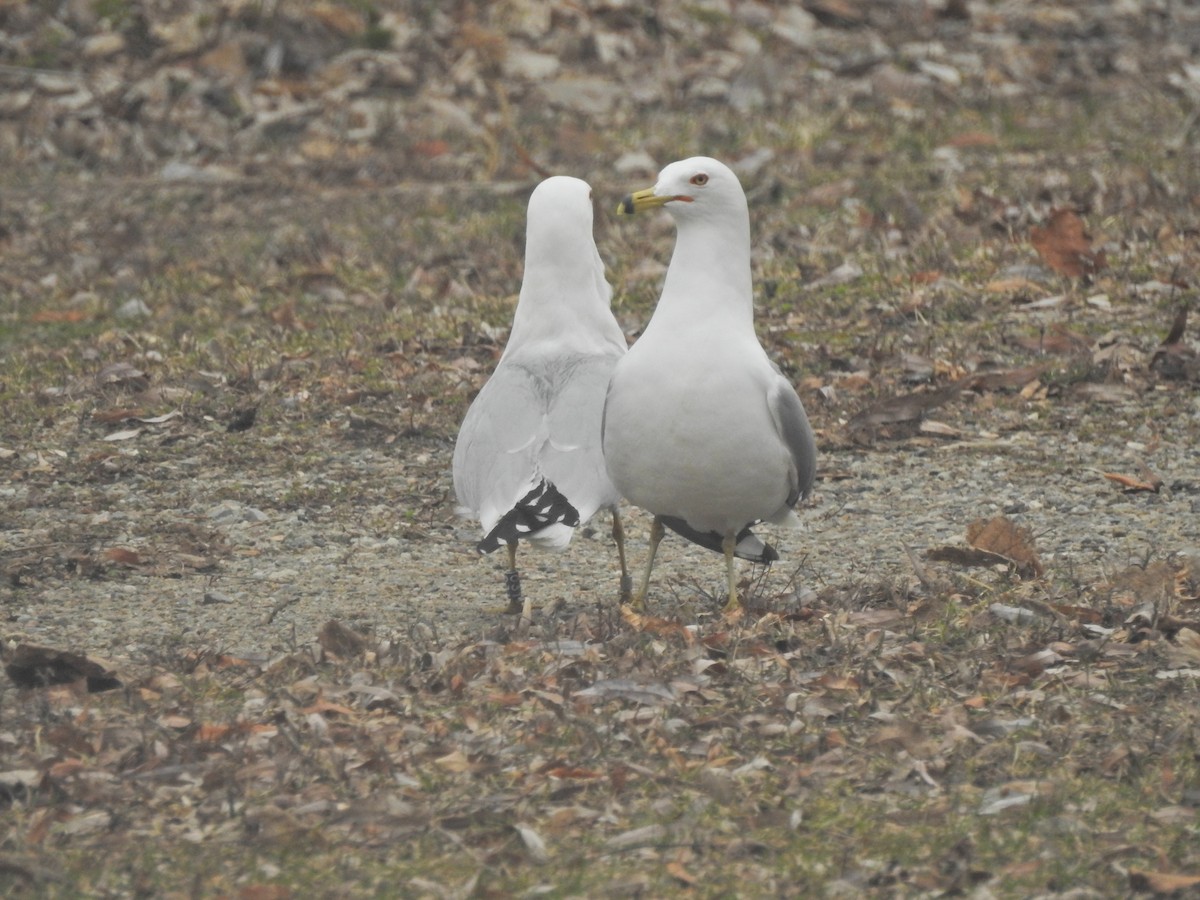 Ring-billed Gull - ML151874311