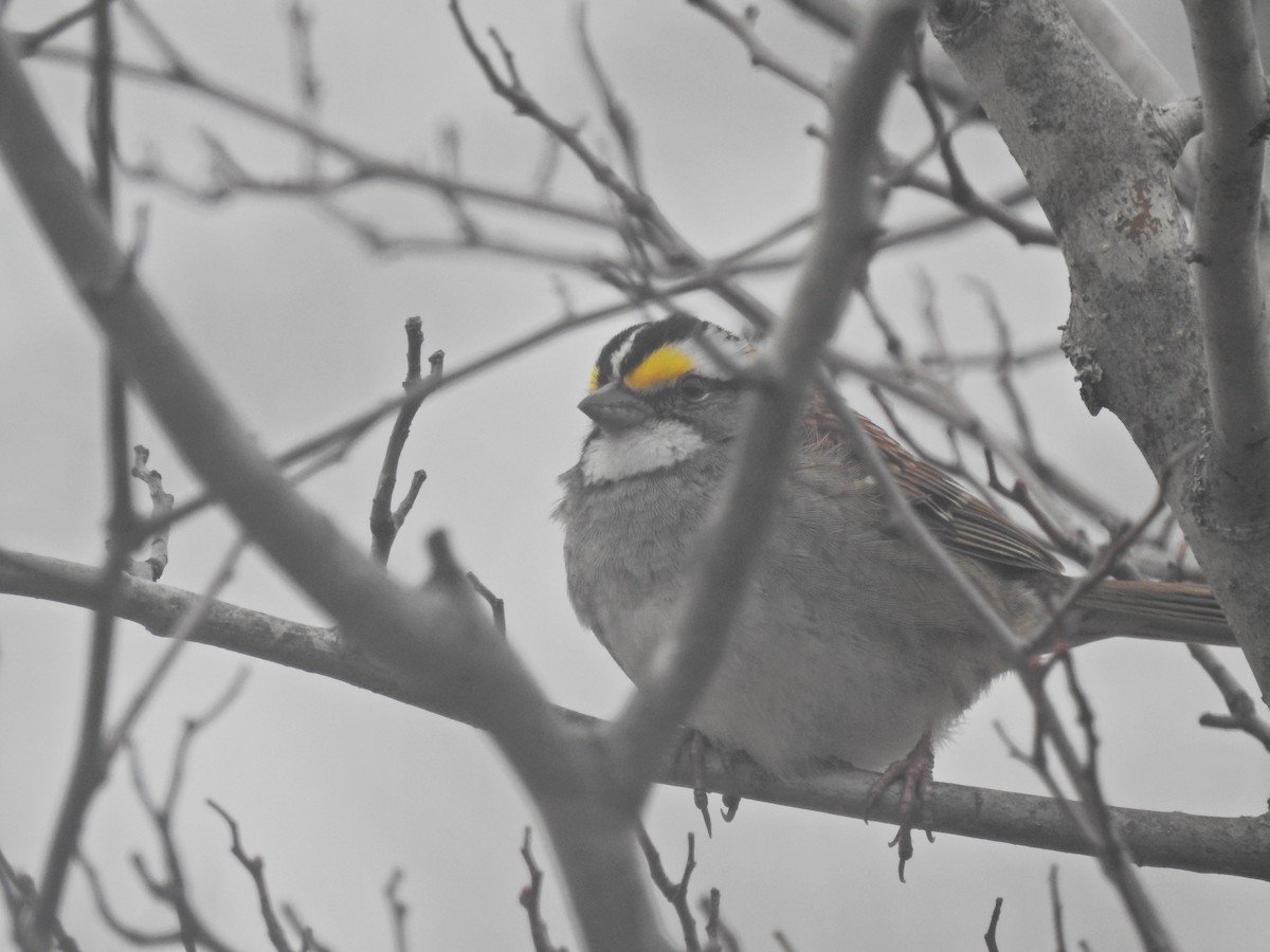 White-throated Sparrow - ML151874361