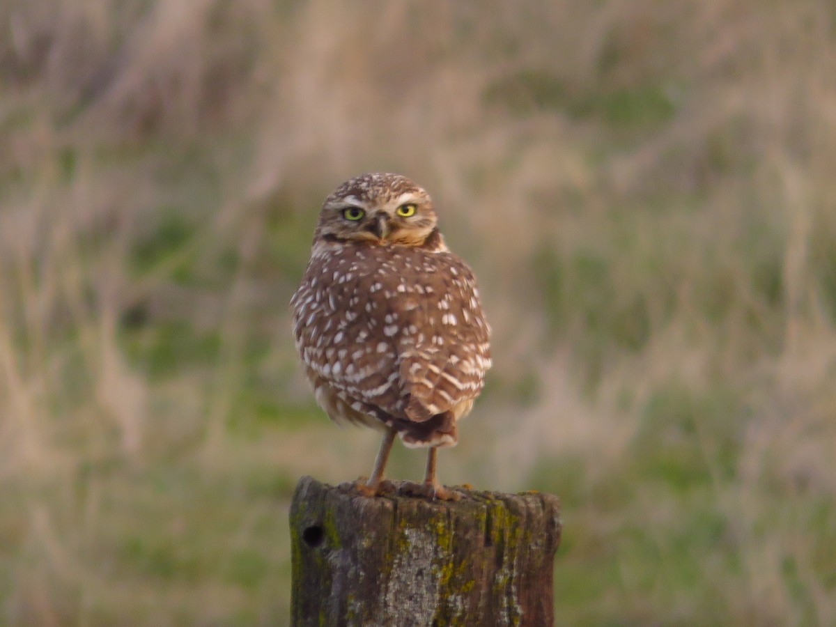 Burrowing Owl - ML151874421