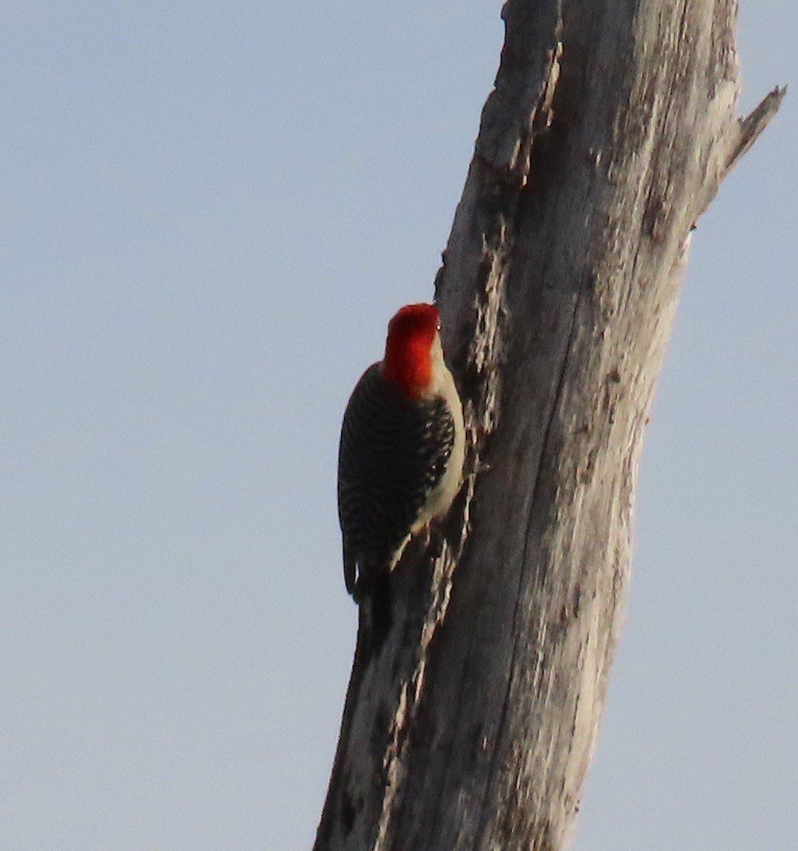 Red-bellied Woodpecker - ML151874581