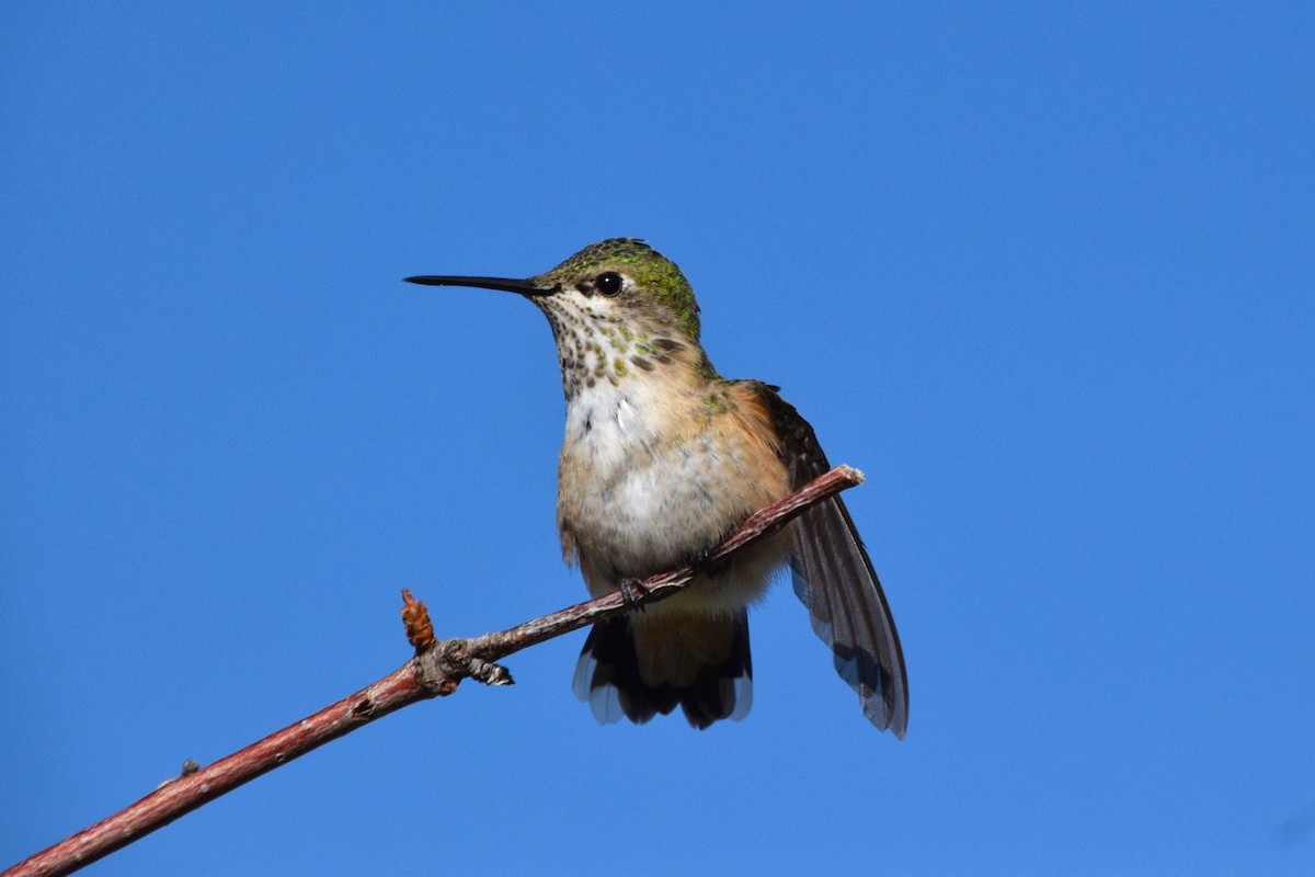 Colibrí Calíope - ML151874621