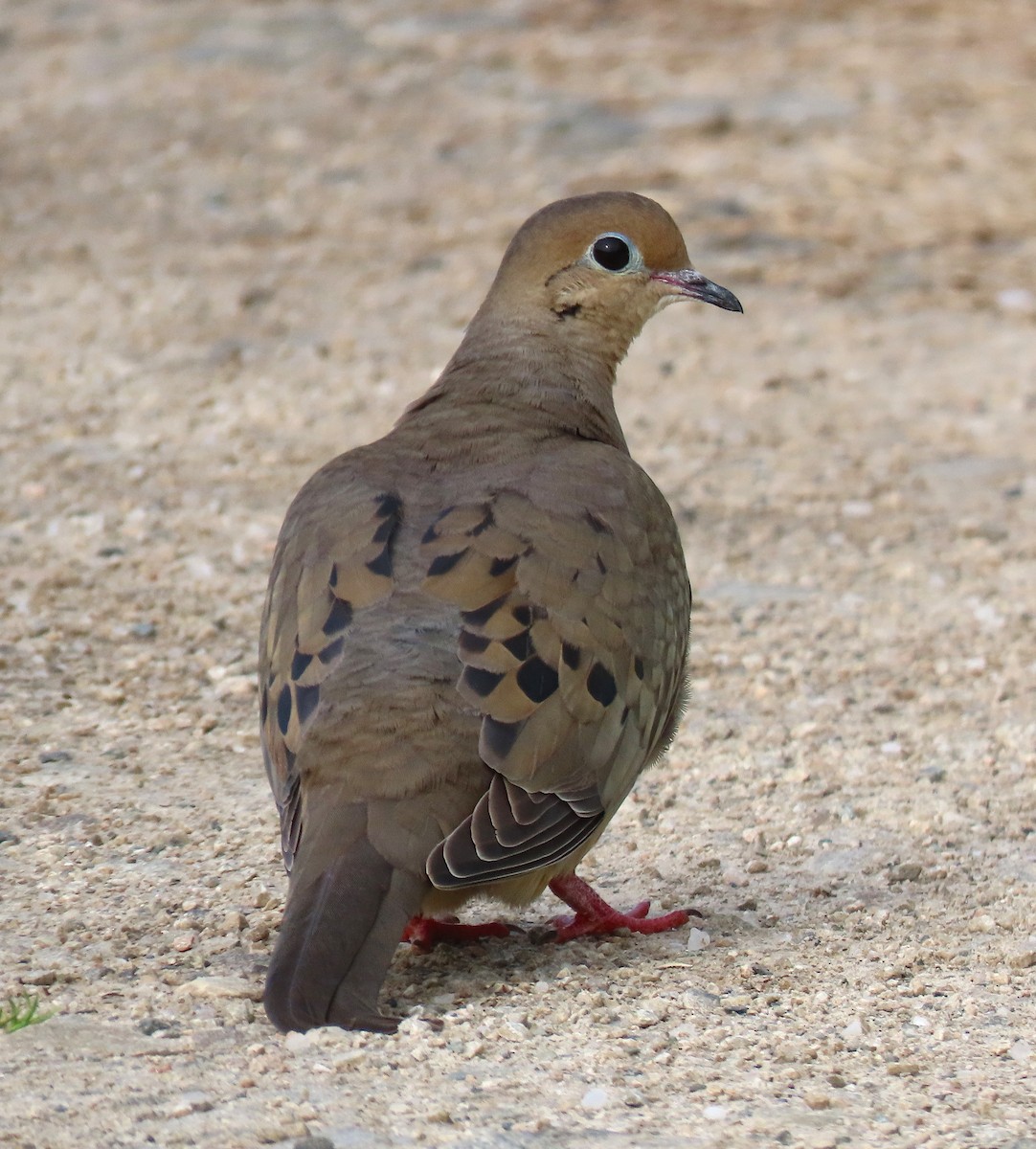 Mourning Dove - ML151875801