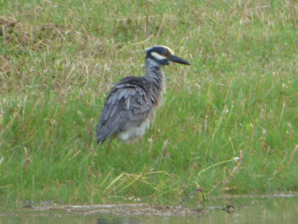 Yellow-crowned Night Heron - ML151876471