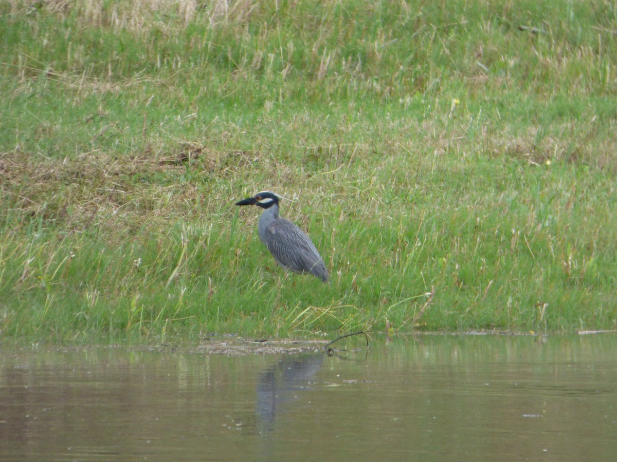 Yellow-crowned Night Heron - Elaine Pan