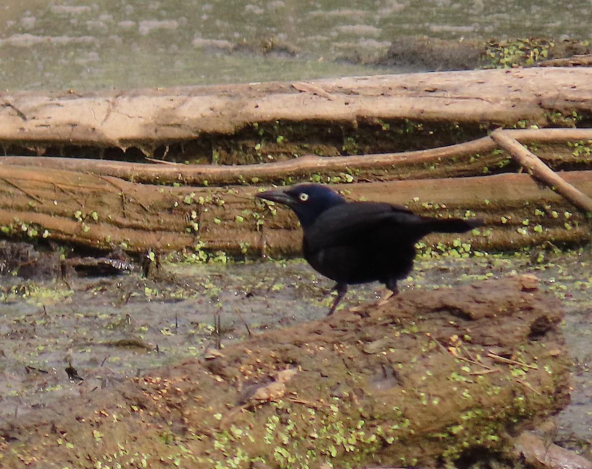 Common Grackle - ML151876601