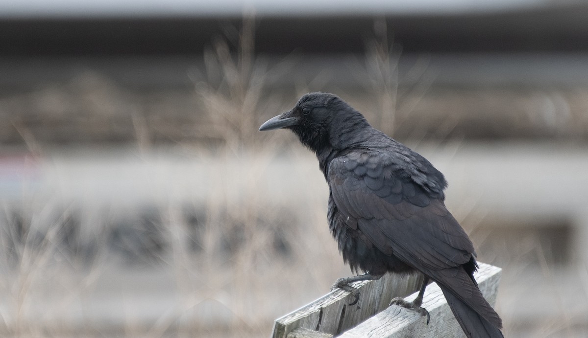 Fish Crow - Christopher Gilbert