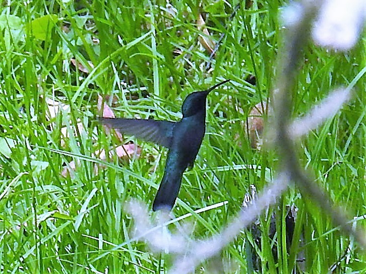 kolibřík modrolící - ML151878141