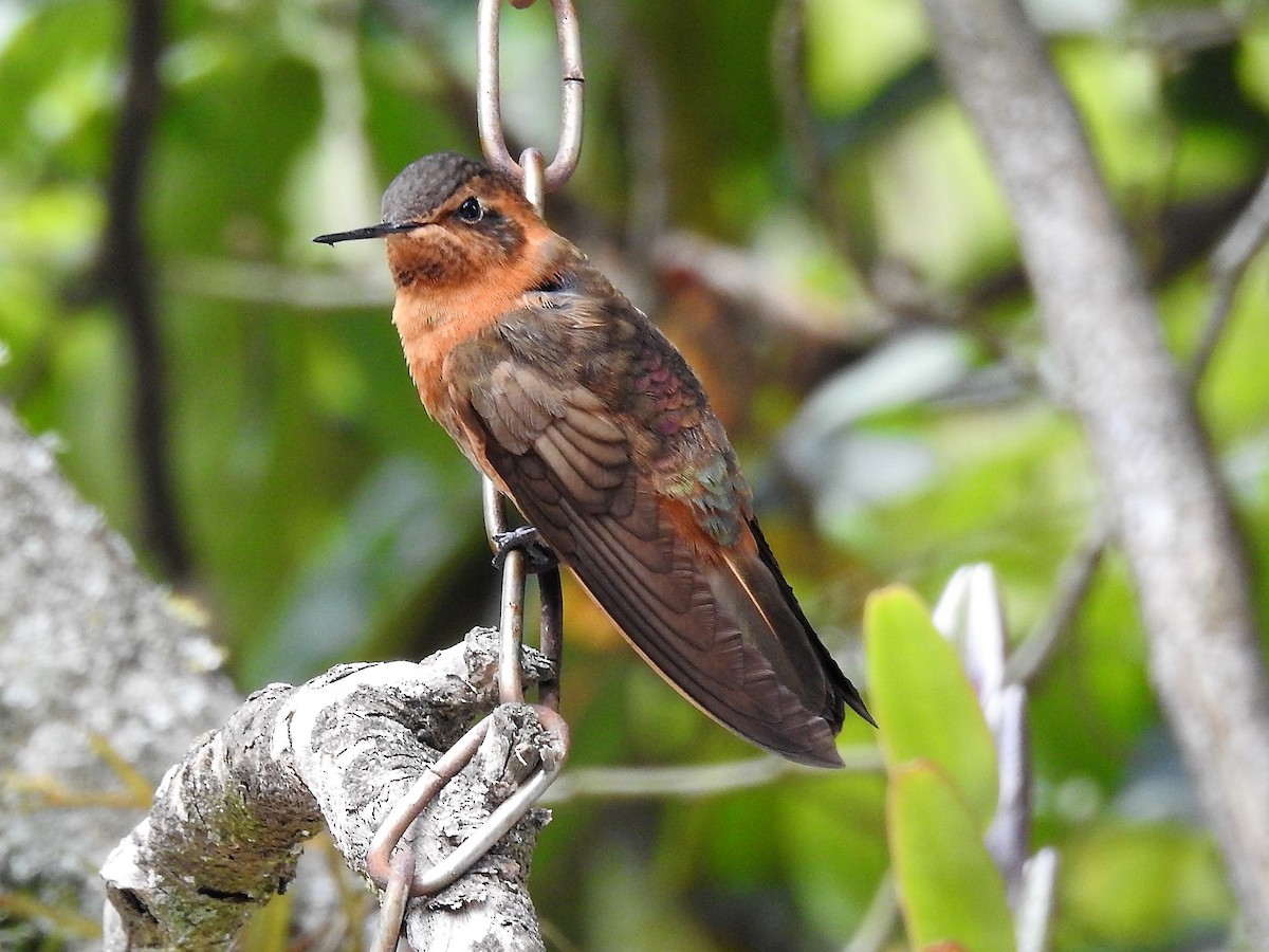 kolibřík duhovohřbetý - ML151878271