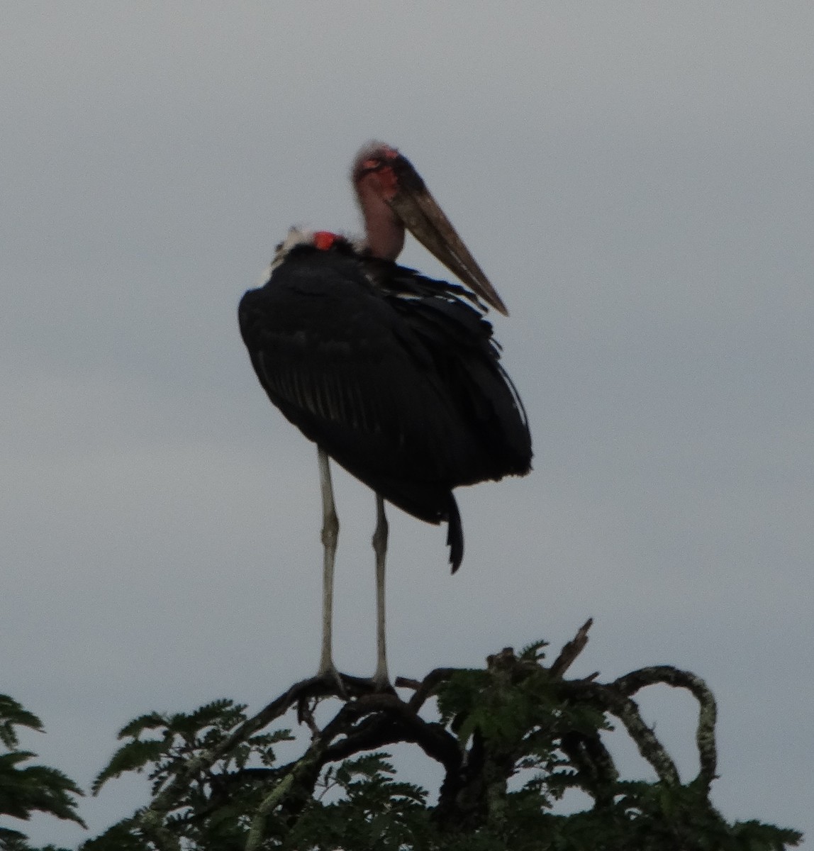 Marabou Stork - ML151878291