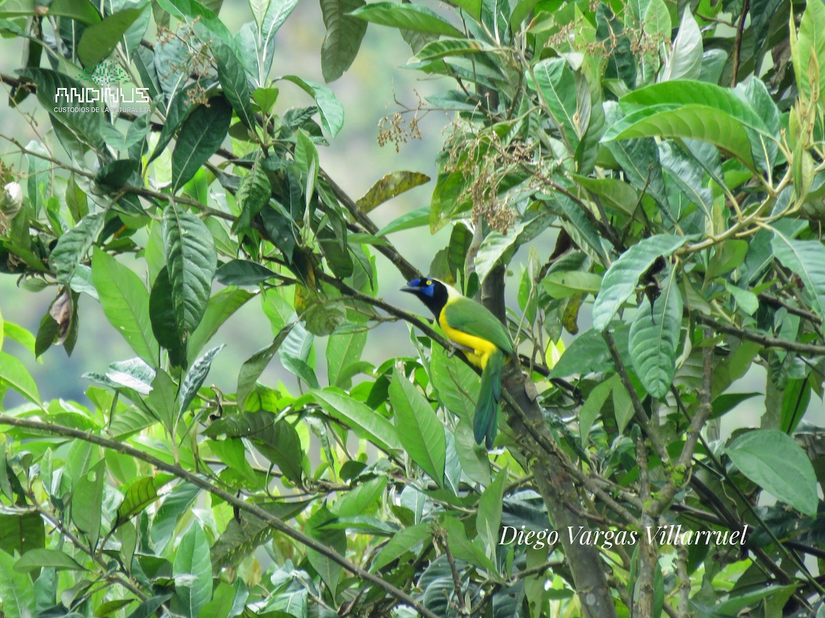 Green Jay - ML151878911