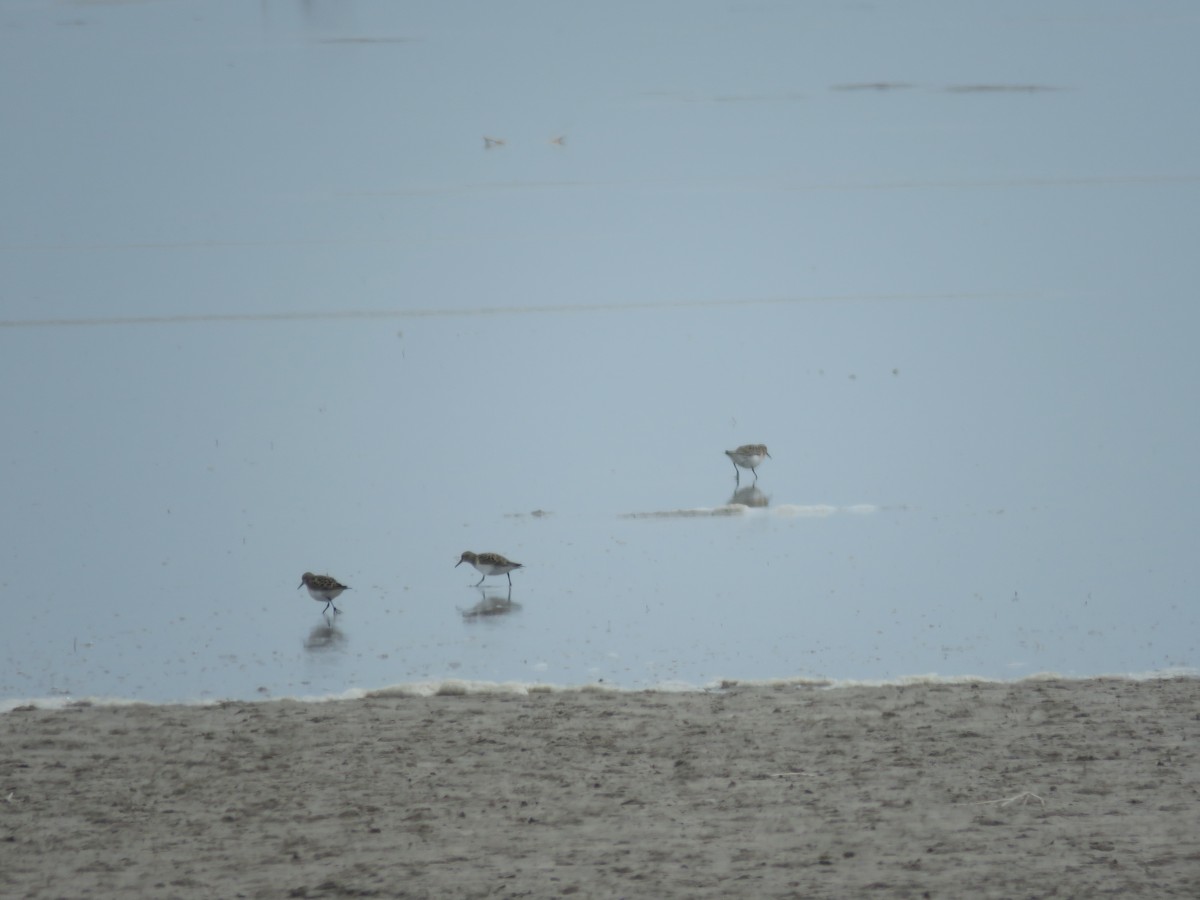 Baird's Sandpiper - ML151879851