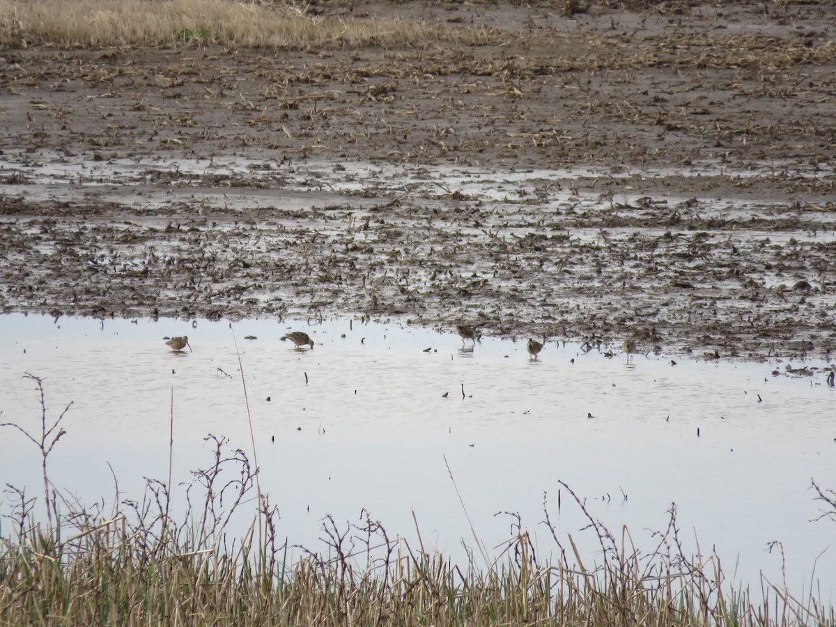 langnebbekkasinsnipe - ML151880281