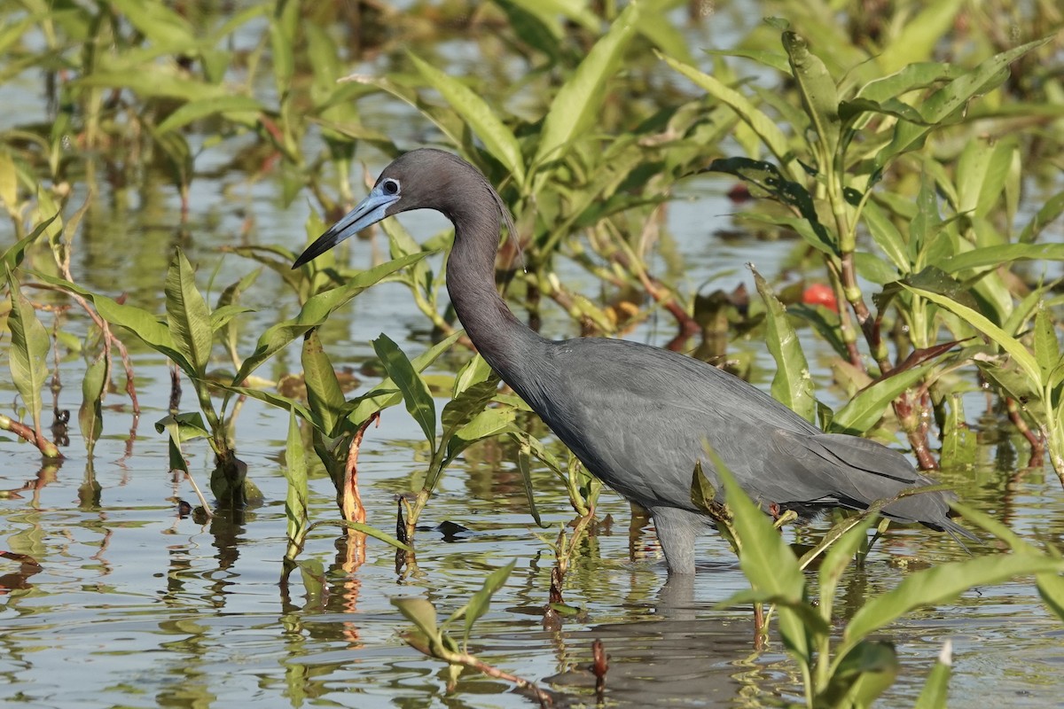 Little Blue Heron - Kathryn Young